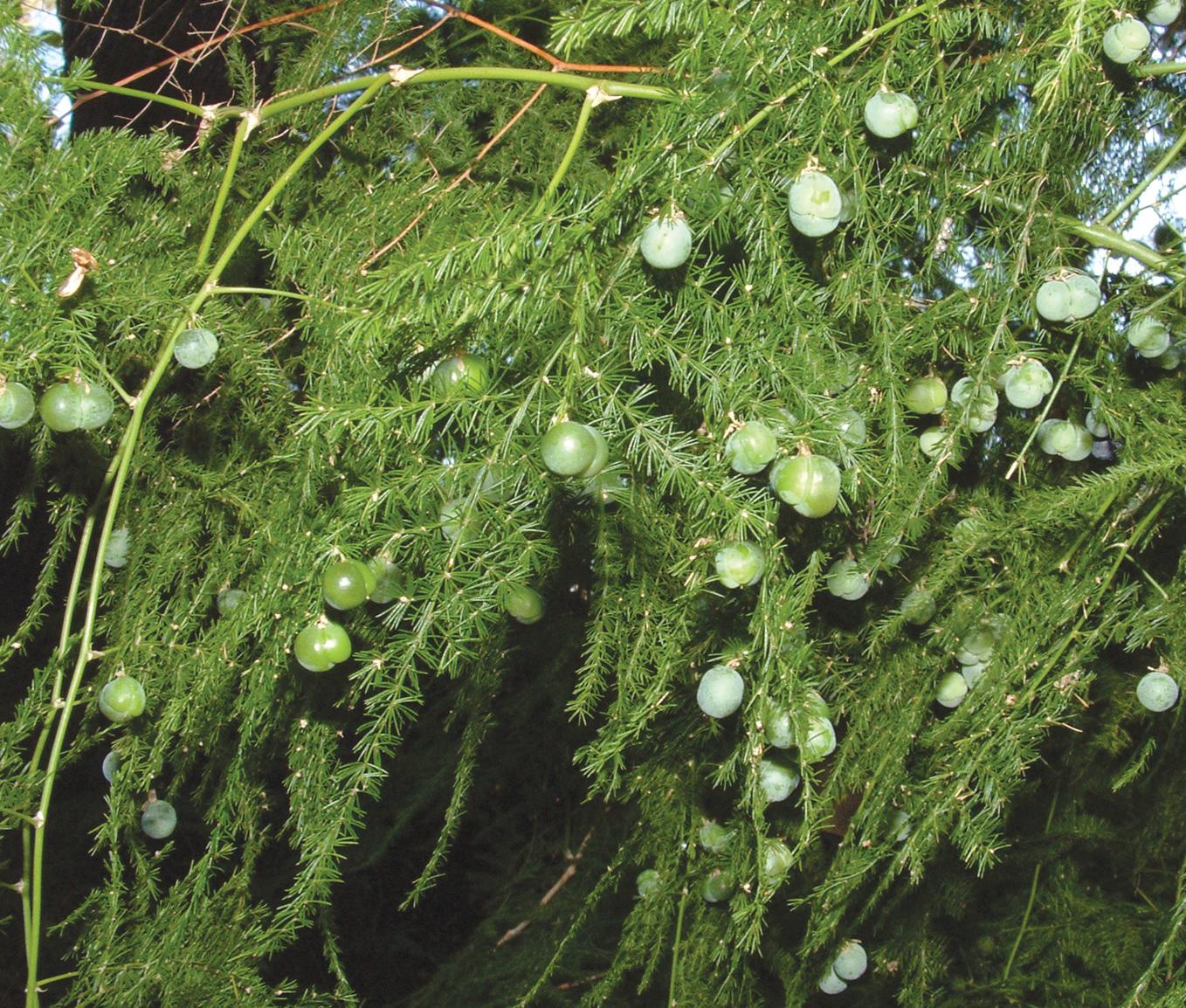 مارچوبه نرمه / گل گردی بالارونده